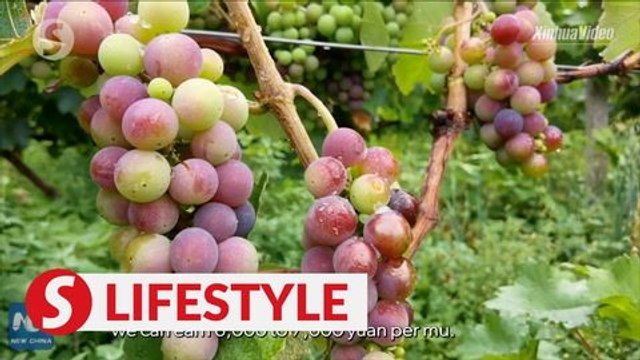 Vineyards change lives of villagers in SW China's Tibet