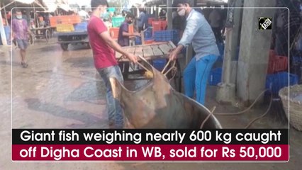 Giant fish weighing nearly 600 kg caught off Digha Coast in WB, sold for Rs 50,000