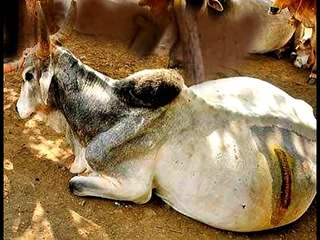 Mahesh by Sarat Chandra মহেশ শরৎচন্দ্র চট্টোপাধ্যায়