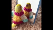 Cute Parrots Videos Compilation cute moment of the animals - Soo Cute #1