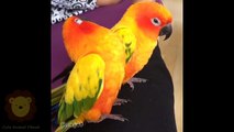 Cute Parrots Videos Compilation cute moment of the animals - Soo Cute #3