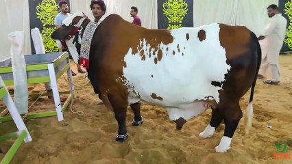 Jamal Cattle Farm 2020