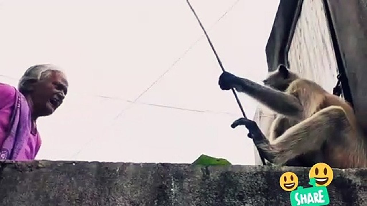 Old Lady is Scolding & Talking with Monking, Very Interesting & Funny