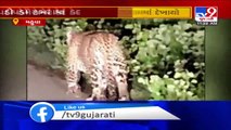 Residents in fear after leopard was captured roaming in Bardoli's Mahuva