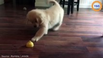 Ce chiot Golden Retriever découvre un citron : sa réaction à fait fondre les internautes