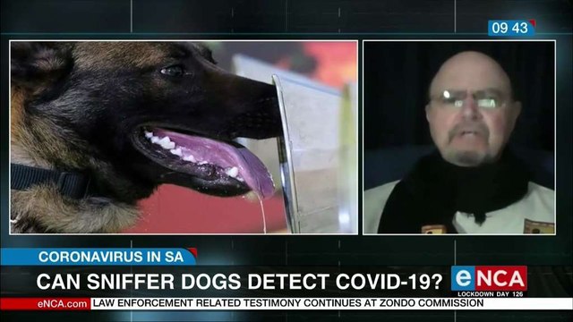 Sniffer dogs not just used to search for drugs