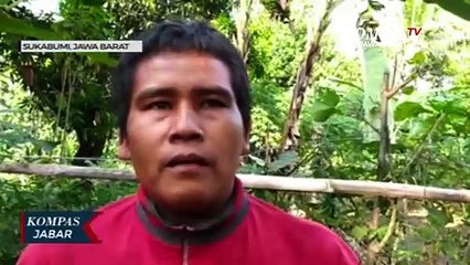 Unik,Pohon Pisang Memiliki 3 Jantung