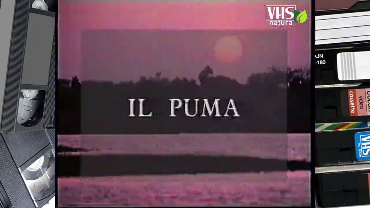 IL PUMA