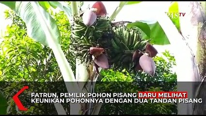 Pohon Pisang Unik, Punya Tiga Jantung Pisang