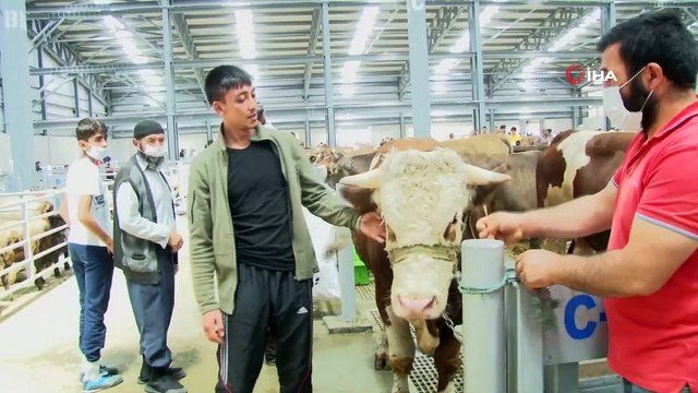 Avrupa’nın En Büyük Canlı Hayvan Pazarı Doldu Taştı, Besiciler Hayvanlarını Satacak Yer Bulamadı