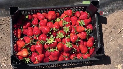 Sivas’ta bu da oldu...Makasla keserek tek tek toplandı