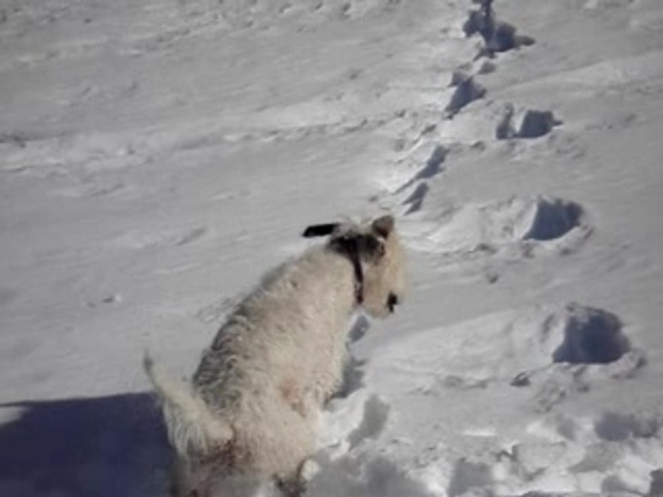 Daisy à la neige