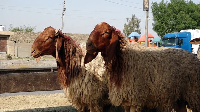 Irak'ta kurban pazarları Kovid-19 ve ekonomik kriz nedeniyle boş kaldı - BAĞDAT