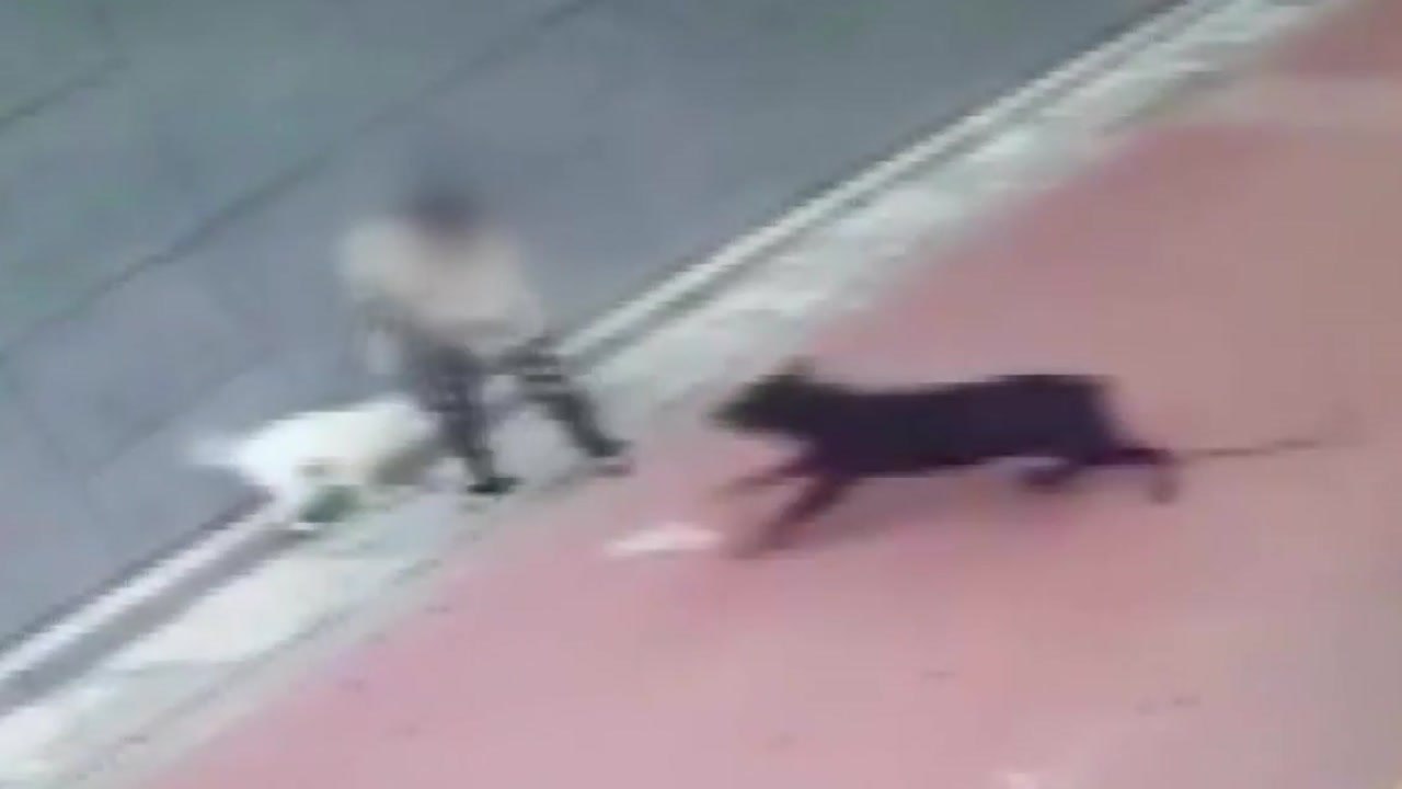 맹견 공격에 소형견 사망..."견주, 개 못 키우게 해야" 국민청원 등장 / YTN