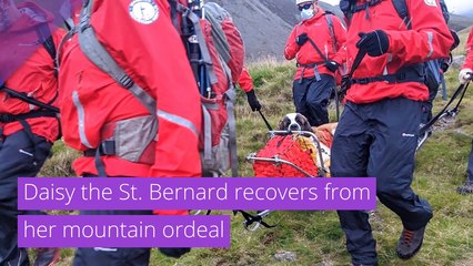 Daisy the St. Bernard recovers from her mountain ordeal, and other top stories from July 30, 2020.