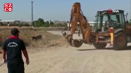 Bursa’da kurbanlık dana kaçtı, onlar kovaladı