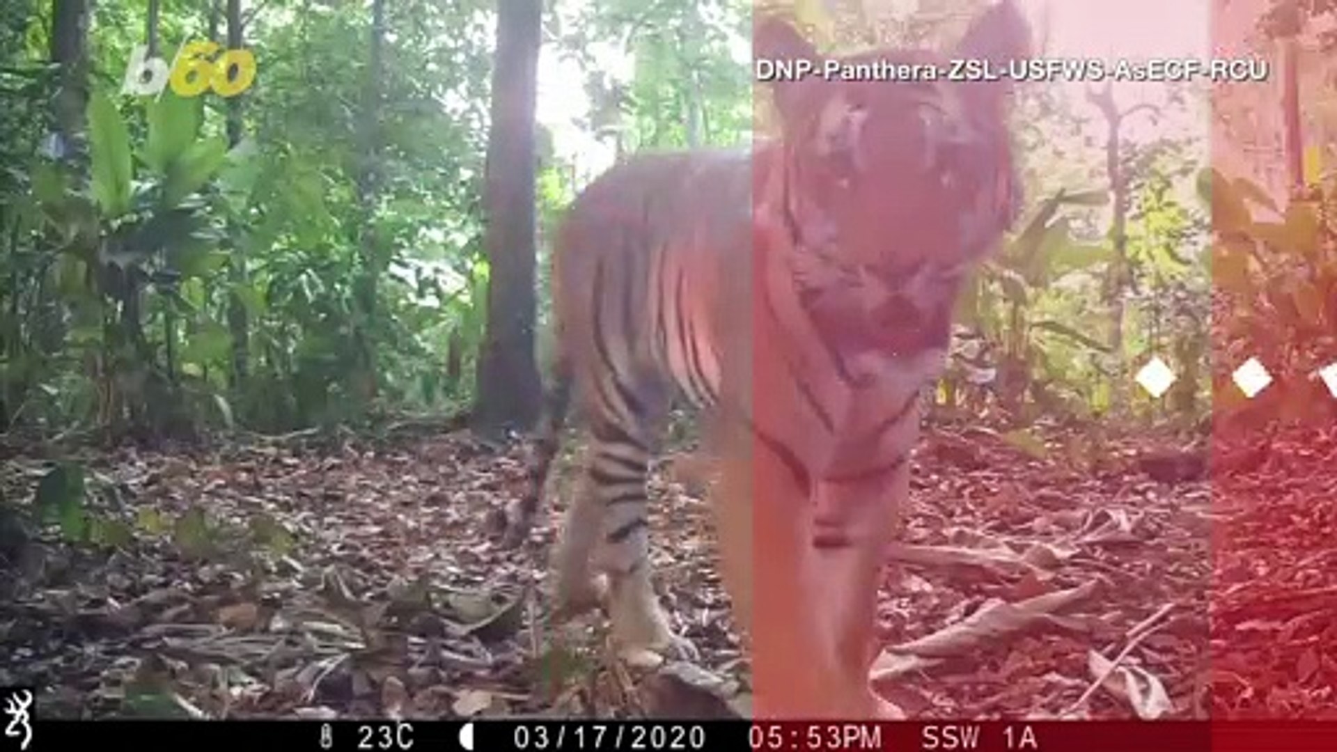 ⁣Thai Conservation Groups Give Hope to Endangered Species by Showing Footage of Rare Endangered Tiger