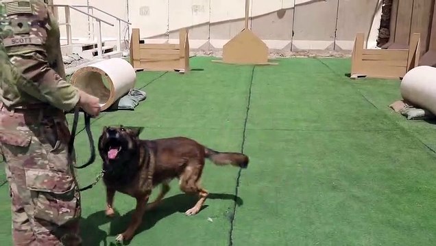 US Army • Military Working Dog on Deployment • Iraq 2020