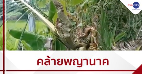 แปลก! มะพร้าวแตกยอดคล้ายพญานาค