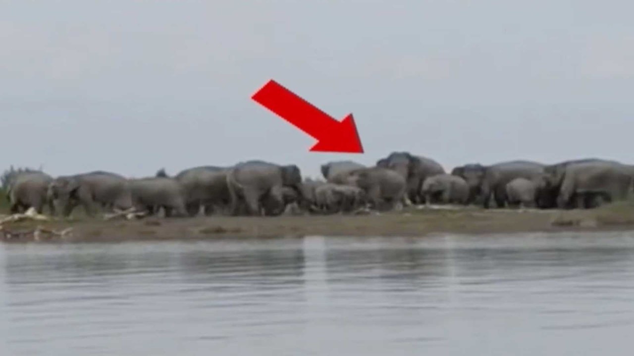 Assam Flood: Hundreds of elephants trapped in B...