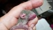 Gone Batty! Moscow Zoo Welcomes Fruit Bat Pup!