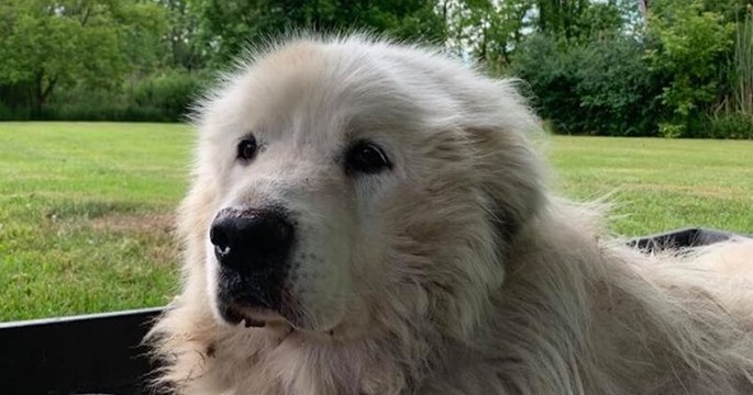 Il abandonne son chien en laissant un mot cruel, rendant furieux les bénévoles d'un refuge