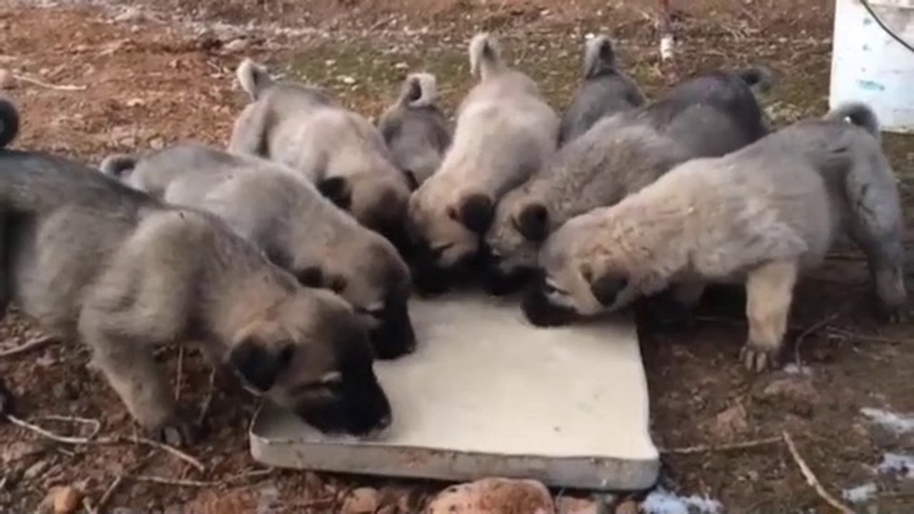 SiVAS KANGAL KOPEGi YAVRULARI NEFES ALMADAN SABAH KAHVALTISI - KANGAL DOG PUPPiES BREAKFAST