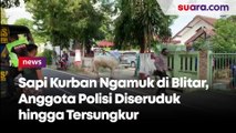 Sapi Kurban Ngamuk di Blitar, Anggota Polisi Diseruduk hingga Tersungkur