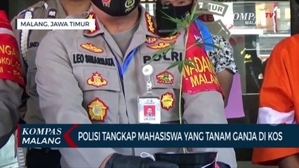 Tanam Ganja di Kos, Mahasiswa Ditangkap Polisi