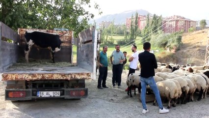 Hakkari'de kurban pazarındaki hareketlilik sürüyor