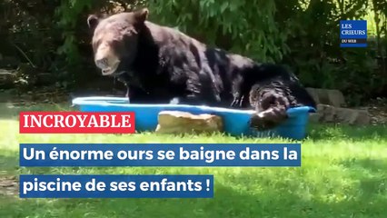 Un énorme ours se baigne dans la piscine de ses enfants