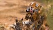 Inde : la population de tigres sauvages a doublé en 12 ans
