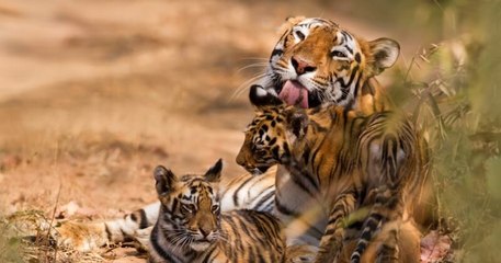 Inde : la population de tigres sauvages a doublé en 12 ans