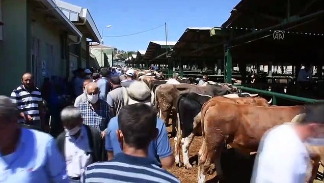 Canlı hayvan pazarında kurban bayramı yoğunluğu - MALATYA