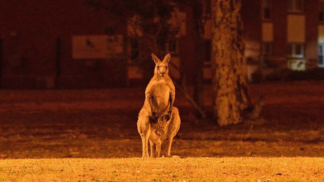 Cháy rừng ở Australia: 3 tỷ động vật khốn đốn | VTC