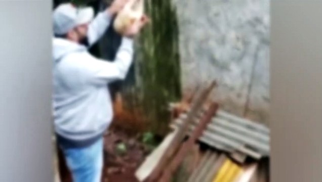 Gato tem patas quebradas, é arremessado e fica enroscado em arame farpado