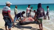 En Indonésie, des habitants vont tout tenter pour sauver cette baleine échouée