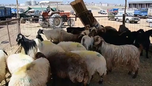 Hayvan pazarında arife günü hareketliliği - KARAMAN