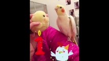 Cute Parrots Videos Compilation cute moment of the animals - Soo Cute #4