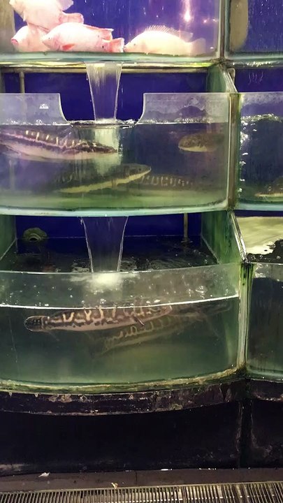 Quầy hải sản tươi sống