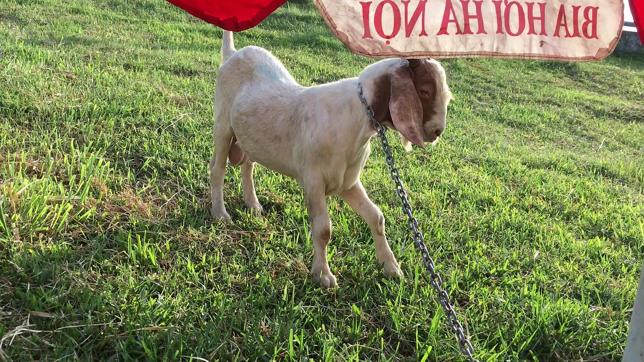 chú dê tội nghiệp