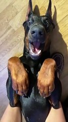 Adorable Doberman Lays on its Back
