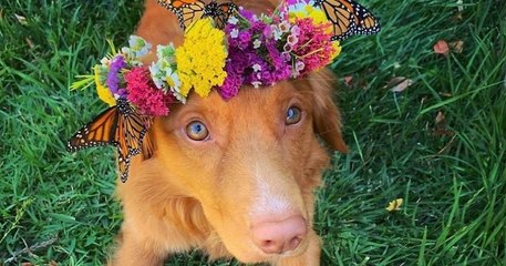 Ce magnifique chien s'est lié d'amitié avec tous les papillons qui vivent dans son jardin