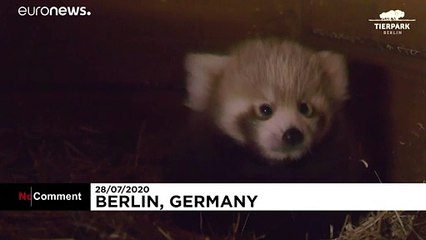 Németország: ritka vörös panda bocs született a berlini állatkertben