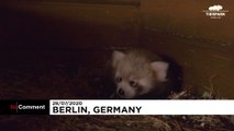 Un panda rojo nuevo inquilino del zoo Tierpark de Berlín