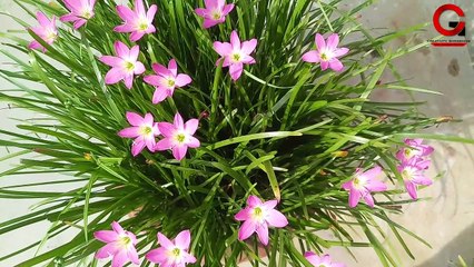 Rain Lily flower care