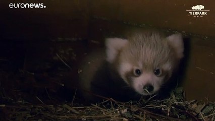 Roter Panda im Tierpark Berlin