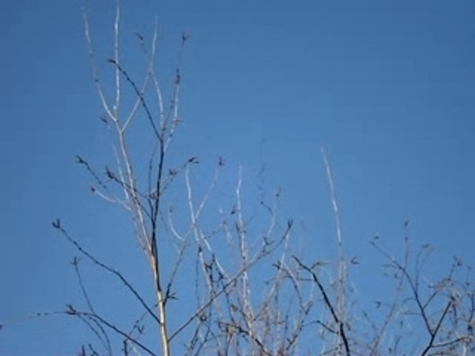 18 02 2008 les grues