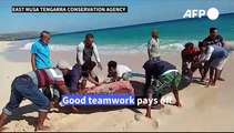 Stranded whale saved by locals on Indonesian beach