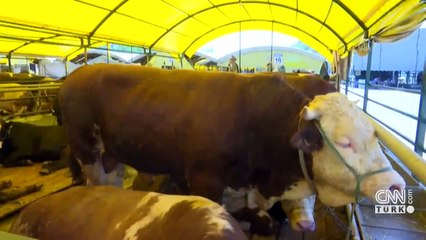 Son Dakika: Kesimhanelerde koronavirüs tedbiri | Video